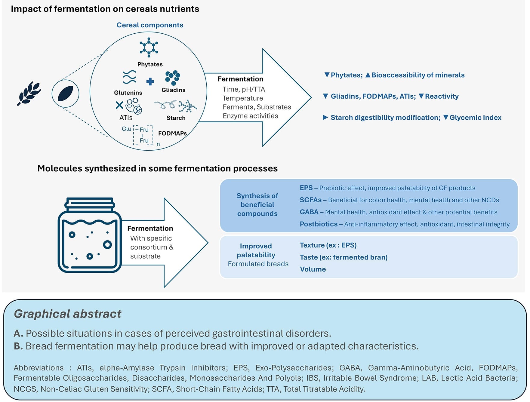 Bread And Digestive Issues Impact Of Fermentation Infografic