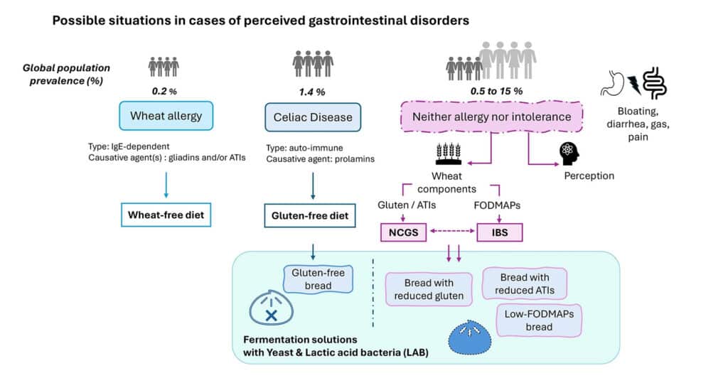 Bread And Digestive Issues Possible Situations Infografic